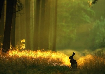 1_ЗАЯЦ ГОРИТ.jpg